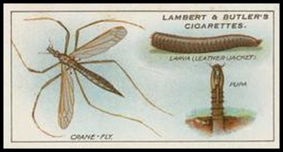 7 Crane fly, Larva and Pupa